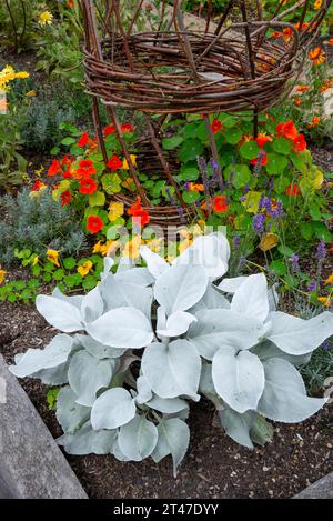 Sommer in den Gärten von RHS Bridgewater, Worsley, Salford, England. Senecio Garden Wings in einem Hochbeet. Stockfoto