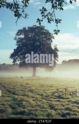 Schafe weiden früh am Morgen auf einem nebeligen Feld in einem ländlichen Gebiet von Nord-London in Großbritannien Stockfoto