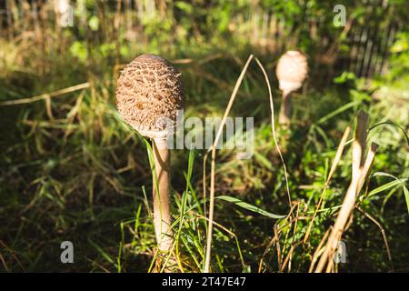 Junge Herbst-Sonnenschirmpilze bereiten sich vor, im Oktober 2023 in einem Waldgebiet im Süden Englands in Großbritannien zu öffnen Stockfoto