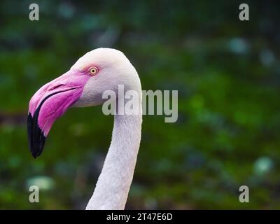 Nahaufnahme-Porträt eines Flamingos mit hellrosa und weißen Federn, gebogenem schwarzspitzigem Schnabel und weichem grünem Hintergrund, elegantes Vogelprofil Stockfoto