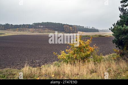 Neu gepflügtes Feld für neue Kulturen in Schweden im Oktober 2023 Stockfoto