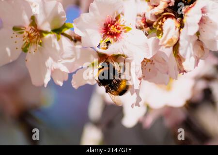 Makrobild einer Hummel, die im Frühjahr den Nektar von der Blüte eines Mandelbaums isst Stockfoto