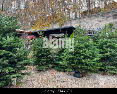 Pinien, wunderschöne grüne Pinien auf dem Markt zu weihnachten oder noel. Neujahrseinkauf. Weihnachtsbaum im noel Market Stockfoto