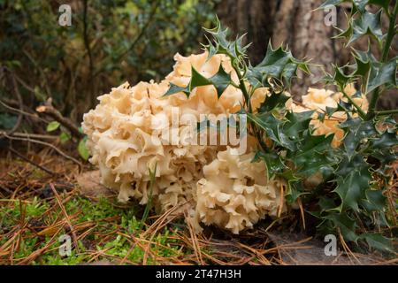 Holzblumenkohl, Blumenkohlpilz, Sparassis crispa, Rosette von essbaren Pilzen, die an der Basis der Schottenkiefer neben dem stechpalmen wachsen Stockfoto