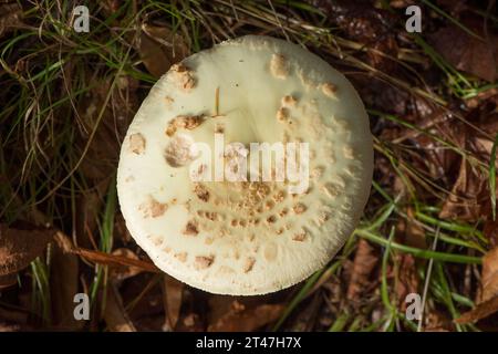 Falsche Todeskappe, Amanita citrina, weißer Fliegenpilz Stockfoto