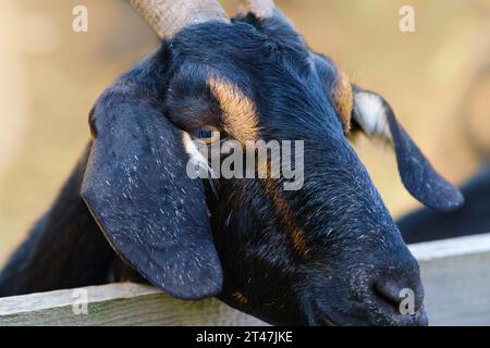 Eine süße weiße Ziege steht an einem Sommertag hinter dem Weidezaun auf einem Bauernhof Stockfoto