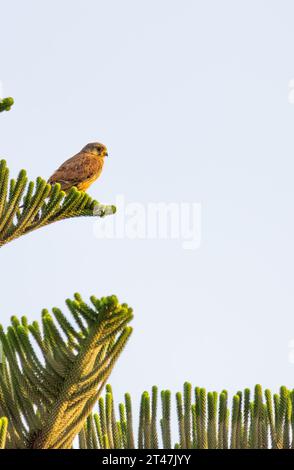 Kleiner Turmfalke sitzt auf Barsch Stockfoto