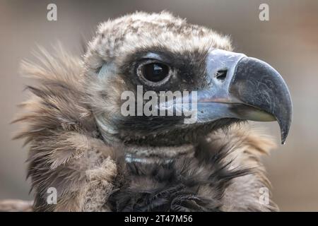 Aegypius monachus ist ein großer Raptorenvogel, der in weiten Teilen des gemäßigten Eurasiens verbreitet ist. Sie wird auch als schwarzes V bezeichnet Stockfoto