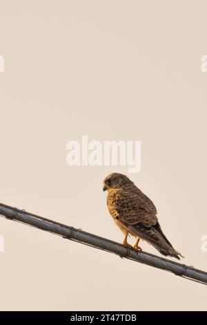 Kleiner Turmfalke sitzt auf Barsch Stockfoto