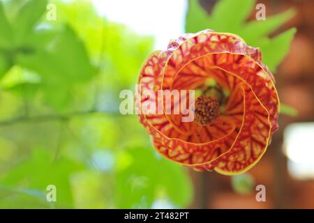 Rote Blume der Callianthe striata Pflanze, im Volksmund bekannt als Abutilon striatum, chinesische Laterne, japanische Laterne, Glocke und andere. Stockfoto