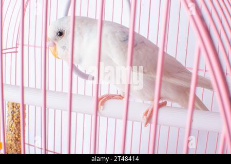 Ein weißer Budgie sitzt in einem rosa Käfig. Stockfoto