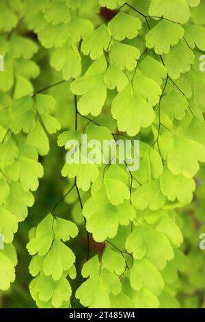 Nahaufnahme des Laubs der Pflanze Adiantum capillus-veneris, bekannt als Maidenhair, Montpellier Maidenhair, Venushaar, capillaria, Montpellier Stockfoto