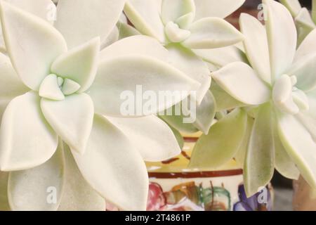 Blick auf die Rosetten oder Blätter der saftigen Pflanze, Graptopetalum Paraguayense oder Sedum Weinbergii, bekannt als Geisterpflanze oder Perlmuttpflanze. Stockfoto