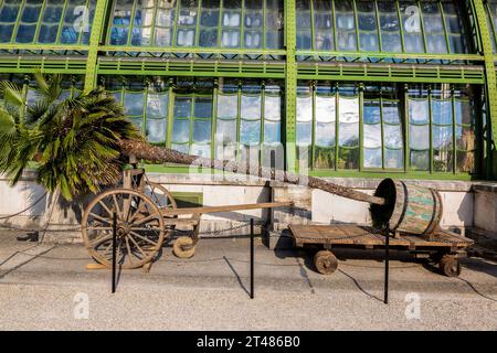 Palme in einem Fass vor dem Botanischen Haus „Haus in der Wüste“ im Schlosspark Schönbrunn Stockfoto