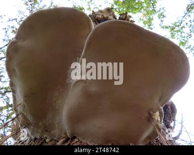 Blick auf einen rotrandigen Baumporling von unten Rotrandiger Baumporling von unten *** Blick auf einen roträngigen Baumsporen von unten Rotränkige Baumsporen von unten Credit: Imago/Alamy Live News Stockfoto