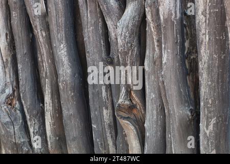 Holzholz trockene natürliche Textur, Designelemente für den Hintergrund Stockfoto