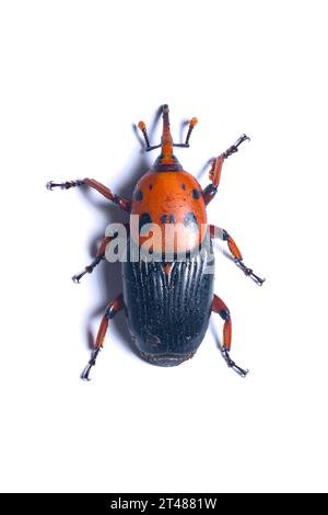 Blick von oben auf Palm Weevil isoliert auf weißem Hintergrund Stockfoto