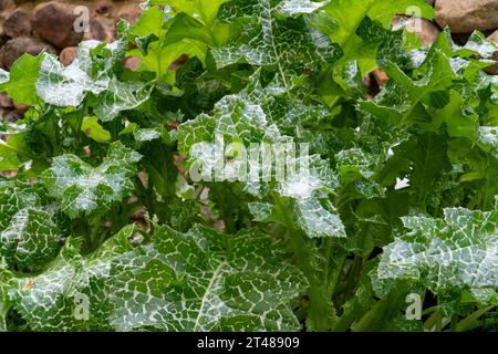 Eine Mariendistel wächst in einem Steingarten. Genießen Sie die komplizierte Textur der Blätter, die mit milchig weißen Adern verziert sind, in einer Nahaufnahme. Diese Anlage h Stockfoto