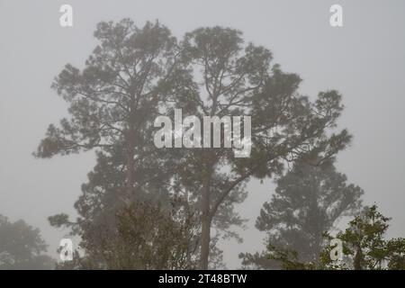 Nebelsonntagmorgen im Herbst, Herbst kurz vor Halloween, Spooky!! Stockfoto