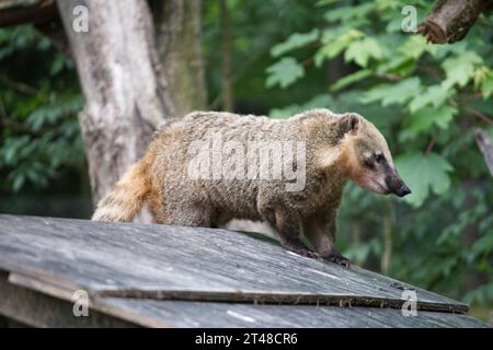 Nasenbär im Zoo Stockfoto