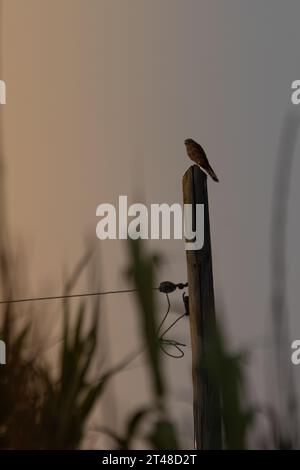 Kleiner Turmfalke sitzt auf Barsch Stockfoto