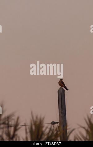 Kleiner Turmfalke sitzt auf Barsch Stockfoto