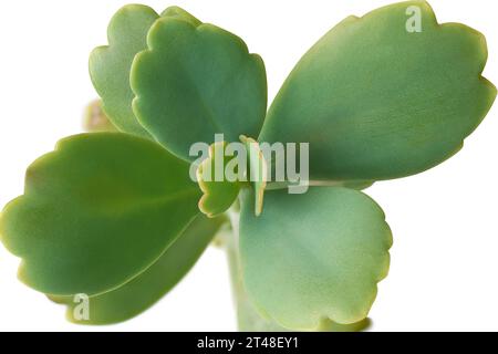 Nahaufnahme von oben auf kalanchoe Pflanzenlaub, beliebte Sukkulenten Pflanze in der Familie der crassulaceae, mit dicken fleischigen grünen Blättern isoliert auf weiß Stockfoto