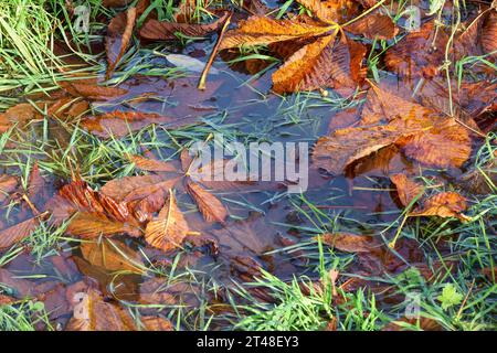 Moira, County Down, Nordirland, Großbritannien. Oktober 2023. Wetter in Großbritannien - Wetter in Großbritannien - ein heller sonniger Start in den Sonntagmorgen in Moira nach dem starken Regen gestern und über Nacht auf der Ostseite Nordirlands. Heute Nachmittag wird mehr Regen erwartet, zusammen mit einer weiteren Regenwarnung. Die Landschaft ist bereits gesättigt, ein Wasserbecken voller Herbstlaub. Quelle: CAZIMB/Alamy Live News. Stockfoto