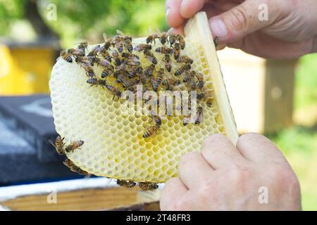 Ein Imker schaut auf einen Nestrahmen aus einem Kern - ein spezieller Bienenstock. Viele Bienen kriechen um den Rahmen herum. Landwirtschaftliches Konzept. Stockfoto