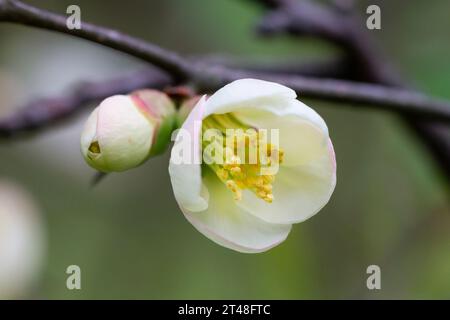 Sehen Sie viele zarte weiße Blüten von weißen Chaenomeles japonica-Sträuchern, allgemein bekannt als japanisch oder Maule-Quitte in einem sonnigen Frühlingsgarten, Beau Stockfoto