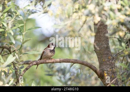 Ein kleiner Vogel thront auf einem Olivenzweig in der Provence, Südfrankreich Stockfoto