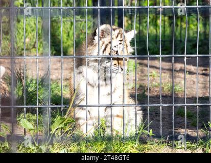 Baby-Amour-Tiger hinter Zäunen, lebt in Gefangenschaft - Sommer Stockfoto