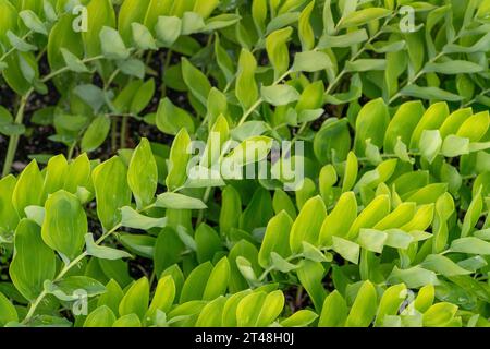 Es ist Polygonatum odoratum, auch bekannt als Solomon's Seal - eine anmutige mehrjährige Pflanze mit bogenförmigen Stämmen. Es lebt in schattigen Gärten und verleiht Eleganz Stockfoto