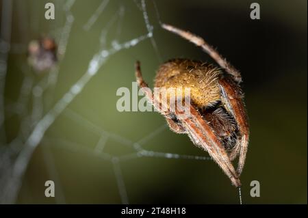 Makro einer gelben haarigen Spinne, die aus nächster Nähe auf dem Netz sitzt Stockfoto