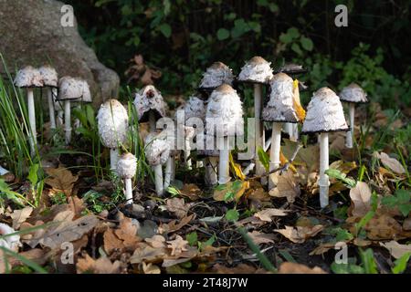 Eine Gruppe zotteliger Tintenpatronen taucht vom Waldboden zwischen herabfallenden Herbstblättern und Gras auf und schafft eine skurrile, natürliche Waldszene Stockfoto