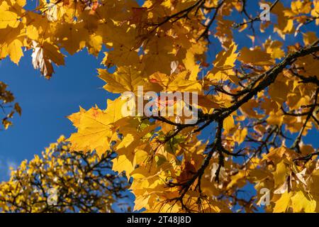 Hellgelbe Ahornblätter leuchten im Sonnenlicht, wenn sie an Ästen hängen, und bilden einen lebhaften Kontrast zum tiefblauen Herbsthimmel Stockfoto