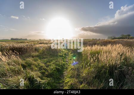 Die Person schlendert einen schmalen Pfad entlang, umgeben von hohen goldenen Gräsern, beleuchtet von der niedrigen, glühenden Sonne vor einem teilweise bewölkten Himmel Stockfoto