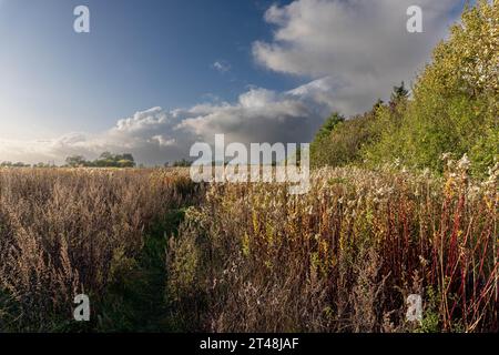 Wilde Wiese im Spätherbst zeigt trockene Gräser und Samenköpfe unter einem dramatischen Himmel mit schweren Wolken und sanfter Nachmittagssonne Stockfoto