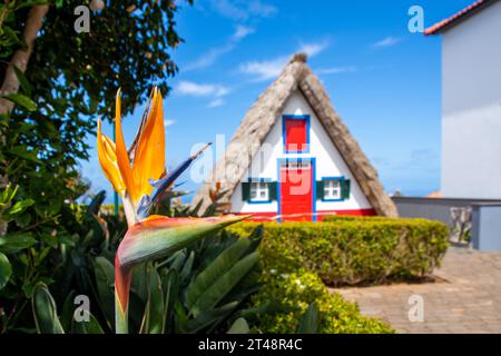 Paradiesvogel Blume (Strelitzia) mit traditionellem Haus in Santana auf dem Hintergrund, Madeira Insel, Portugal Stockfoto