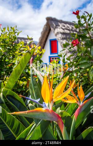 Paradiesvogel Blume (Strelitzia) mit traditionellem Haus in Santana auf dem Hintergrund, Madeira Insel, Portugal Stockfoto