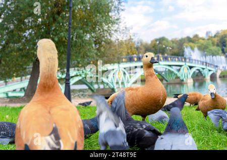Rote Enten oder Ogar Enten und Tauben am Flussufer mit einer wunderschönen Brücke. Stockfoto