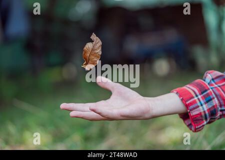 Junge fängt gelbes Ahornblatt, das von einem Baum fällt. Herbst./Blätter fallen. Hochwertige Fotos Stockfoto