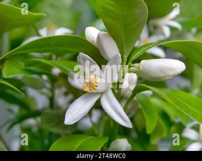 Blüten, Knospen und Blätter von Calamondin- oder Calamansi-Früchten. Zitrus-Hybridblüte. Stockfoto