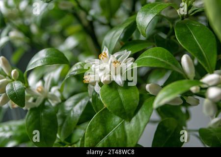 Calamondin- oder Calamansi-Fruchtblumen, Knospen und Blätter. Reichlich Zitrus-Hybridblüte. Stockfoto