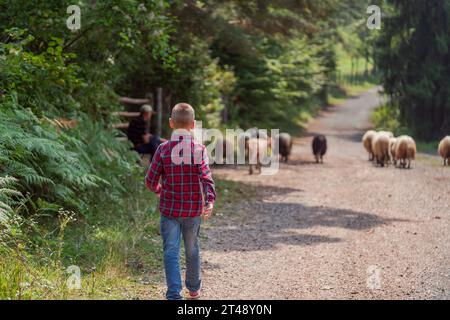 Kleiner Junge in Gartenuniform, der die Schafe mit frischem Gras auf einer Schaffarm füttert. Hochwertige Fotos Stockfoto