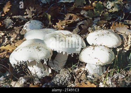 Einige Exemplare des europäischen Weisseipilzes, Amanita ovoidea; Amanitaceae Stockfoto