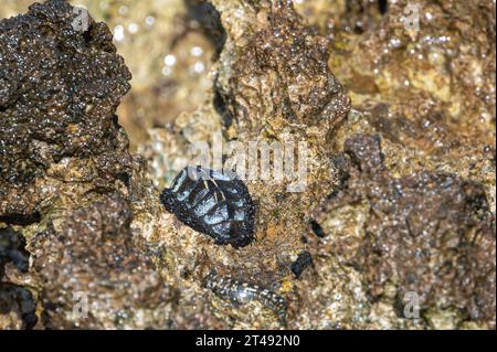 Rockskipper, auch bekannt als Comtooth Blenny, ruht auf Felsen auf der Insel Ilot Sancho, Bel Ombre, Mauritius Stockfoto