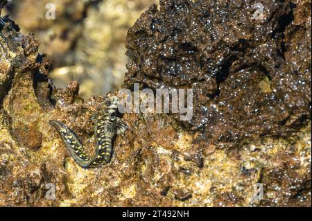 Rockskipper, auch bekannt als Comtooth Blenny, ruht auf Felsen auf der Insel Ilot Sancho, Bel Ombre, Mauritius Stockfoto