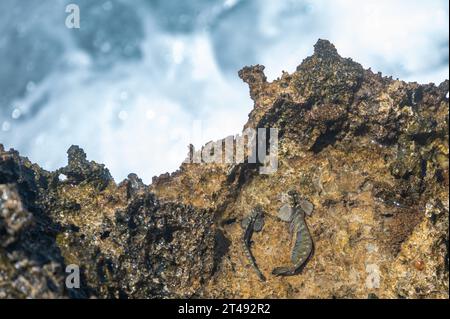 Rockskipper, auch bekannt als Comtooth Blenny, ruht auf Felsen auf der Insel Ilot Sancho, Bel Ombre, Mauritius Stockfoto