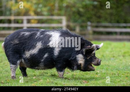 Ein schwarz-weißes Kunekune-Schwein in einem Fahrerlager. Stockfoto